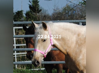 PRE Mestizo, Yegua, 4 años, 153 cm, Palomino