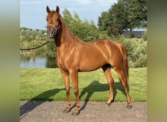 PRE Mestizo, Yegua, 4 años, 154 cm, Alazán-tostado