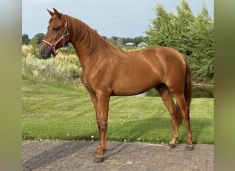 PRE Mestizo, Yegua, 4 años, 154 cm, Alazán-tostado