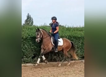 PRE, Yegua, 4 años, 155 cm, Musgo marrón