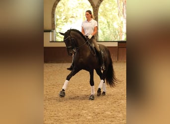 PRE, Yegua, 4 años, 155 cm, Negro