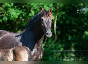 PRE, Yegua, 4 años, 155 cm, Negro