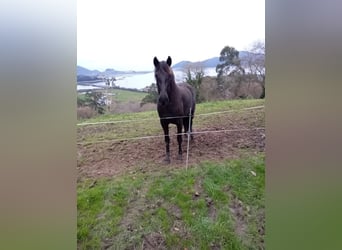 PRE Mestizo, Yegua, 4 años, 155 cm, Negro