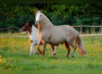 PRE Mestizo, Yegua, 4 años, 155 cm, Palomino