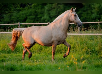 PRE Mestizo, Yegua, 4 años, 155 cm, Palomino