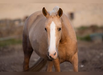 PRE Mestizo, Yegua, 4 años, 155 cm, Palomino