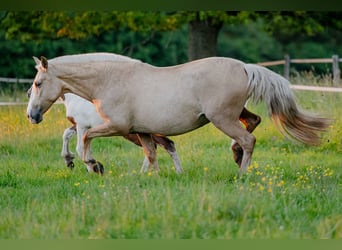 PRE Mestizo, Yegua, 4 años, 155 cm, Palomino