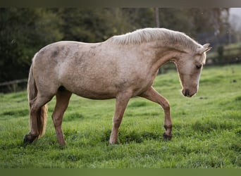 PRE Mestizo, Yegua, 4 años, 155 cm, Palomino