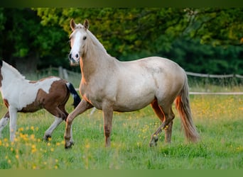 PRE Mestizo, Yegua, 4 años, 155 cm, Palomino