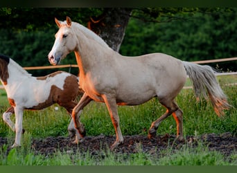 PRE Mestizo, Yegua, 4 años, 155 cm, Palomino