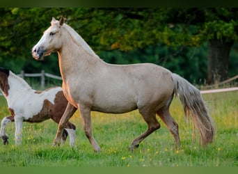 PRE Mestizo, Yegua, 4 años, 155 cm, Palomino