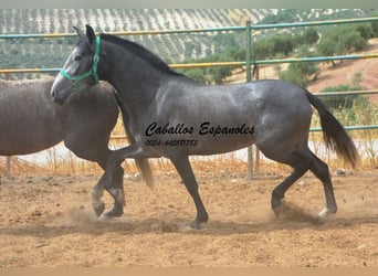 PRE Mestizo, Yegua, 4 años, 155 cm, Tordo rodado