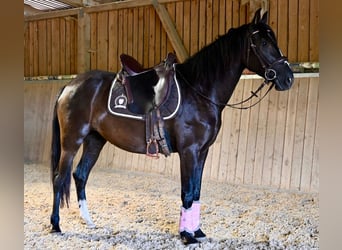 PRE Mestizo, Yegua, 4 años, 156 cm, Negro
