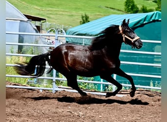 PRE Mestizo, Yegua, 4 años, 156 cm, Negro