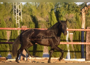 PRE Mestizo, Yegua, 4 años, 156 cm, Negro