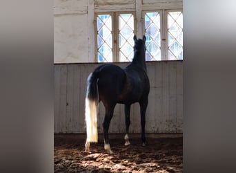 PRE Mestizo, Yegua, 4 años, 157 cm, Tordo