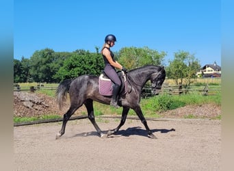 PRE Mestizo, Yegua, 4 años, 158 cm, Musgo marrón