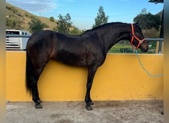 PRE, Yegua, 4 años, 159 cm, Castaño oscuro