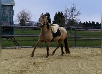 PRE, Yegua, 4 años, 159 cm, Perla