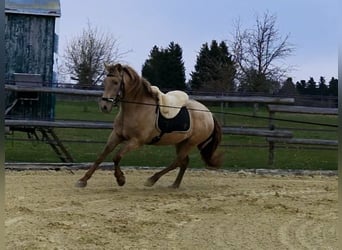 PRE, Yegua, 4 años, 159 cm, Perla