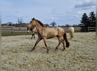 PRE, Yegua, 4 años, 159 cm, Perla