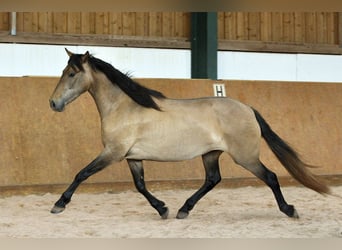 PRE Mestizo, Yegua, 4 años, 159 cm, Tordo