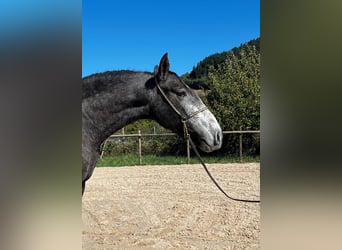 PRE, Yegua, 4 años, 159 cm, Tordo rodado