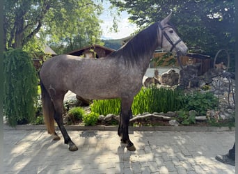PRE, Yegua, 4 años, 159 cm, Tordo rodado