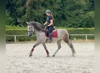 PRE Mestizo, Yegua, 4 años, 160 cm