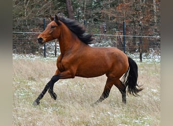 PRE Mestizo, Yegua, 4 años, 160 cm, Castaño