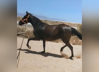 PRE Mestizo, Yegua, 4 años, 160 cm, Negro