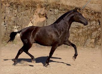 PRE Mestizo, Yegua, 4 años, 160 cm, Negro