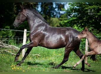 PRE, Yegua, 4 años, 160 cm, Negro