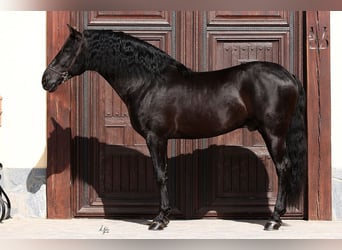 PRE, Yegua, 4 años, 160 cm, Negro