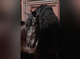 PRE, Yegua, 4 años, 160 cm, Negro