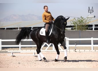 PRE, Yegua, 4 años, 160 cm, Negro