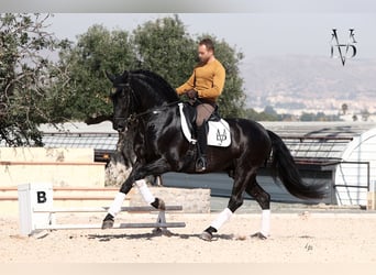 PRE, Yegua, 4 años, 160 cm, Negro