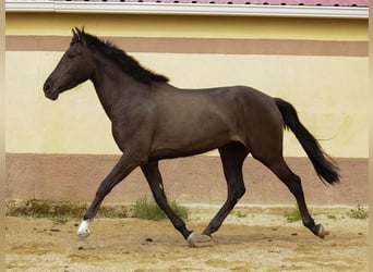 PRE Mestizo, Yegua, 4 años, 160 cm, Negro