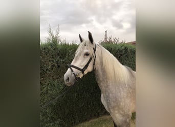 PRE, Yegua, 4 años, 160 cm, Tordo