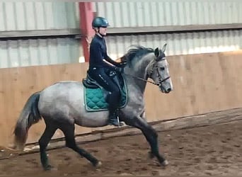 PRE Mestizo, Yegua, 4 años, 160 cm, Tordo