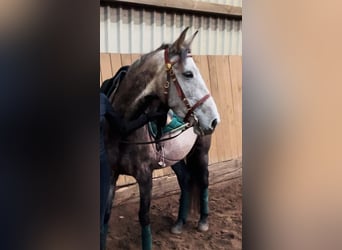 PRE Mestizo, Yegua, 4 años, 160 cm, Tordo