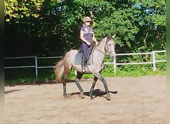 PRE Mestizo, Yegua, 4 años, 160 cm, Tordo