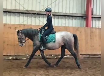 PRE Mestizo, Yegua, 4 años, 160 cm, Tordo