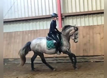 PRE Mestizo, Yegua, 4 años, 160 cm, Tordo