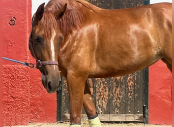 PRE Mestizo, Yegua, 4 años, 161 cm, Alazán-tostado