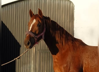 PRE Mestizo, Yegua, 4 años, 161 cm, Alazán-tostado