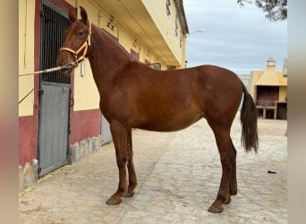 PRE Mestizo, Yegua, 4 años, 161 cm, Alazán-tostado