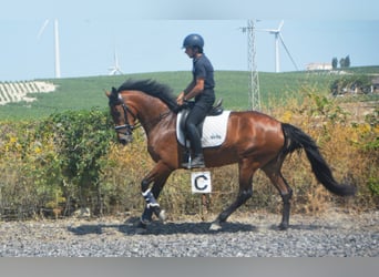 PRE Mestizo, Yegua, 4 años, 161 cm, Castaño
