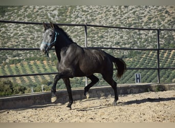 PRE Mestizo, Yegua, 4 años, 161 cm, Tordillo negro