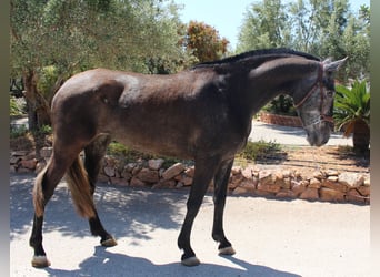 PRE Mestizo, Yegua, 4 años, 161 cm, Tordo